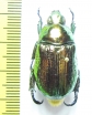 Pelidnota chameleon  French Guiana - INSECTS-STORE.RU