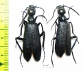 Cyaneolytta sp.  Namibia - INSECTS-STORE.RU