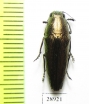Sphenoptera sp.  Tanzania - INSECTS-STORE.RU