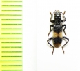 Cleridae sp.  Australia - INSECTS-STORE.RU