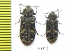 Kolibacia tibialis  Japan - INSECTS-STORE.RU