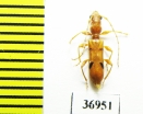 Cerambycidae sp.  South Africa Rep. - INSECTS-STORE.RU