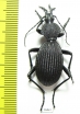 Tefflus sp.  Zambia - INSECTS-STORE.RU
