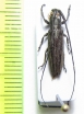 Hylisia imitans  Cameroon - INSECTS-STORE.RU