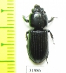Passalidae sp.  Panama - INSECTS-STORE.RU