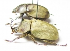 Lycomedes buckleyi, pair  Ecuador - INSECTS-STORE.RU