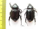 Cyclocephala sp., pair  Peru - INSECTS-STORE.RU