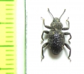 Zopheridae sp.  Indonesia, Sumatra - INSECTS-STORE.RU