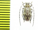 Cerambycidae sp.  Indonesia, Papua - INSECTS-STORE.RU
