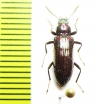 Tenebrionidae sp.  Malaysia - INSECTS-STORE.RU