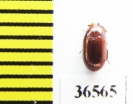Tenebrionidae sp.  Malaysia, Borneo - INSECTS-STORE.RU