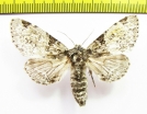Thiacidas egregia  Russia, Far East - INSECTS-STORE.RU