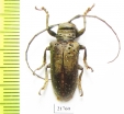 Cerambycidae sp.  Peru - INSECTS-STORE.RU