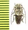 Pogonocherus eugeniae taygetanus  Greece - INSECTS-STORE.RU