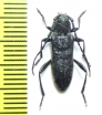 Turanium rauschorum  Kirgizstan - INSECTS-STORE.RU