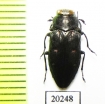 Chrysobothris sp.  Turkey, Tunceli prov. - INSECTS-STORE.RU