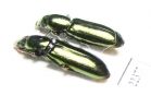 Trogossitidae sp.  Peru - INSECTS-STORE.RU