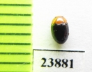 Triplax sp.  Russia, Far East - INSECTS-STORE.RU