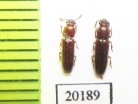 Erotylidae sp.  Peru - INSECTS-STORE.RU