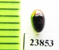 Triplax sp.  Russia, Far East - INSECTS-STORE.RU