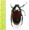 Cetoniinae sp.  Indonesia, Timor isl. - INSECTS-STORE.RU