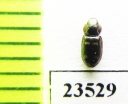 Trogossitidae sp.  Peru - INSECTS-STORE.RU