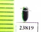 Triplax sp.nov.?  Russia, Sakhalin isl. - INSECTS-STORE.RU
