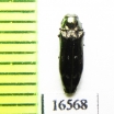 Coraebus quadriundulatus  Japan - INSECTS-STORE.RU