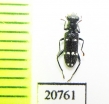 Cleridae sp. Laos - INSECTS-STORE.RU