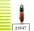 Trogossitidae sp.  Peru - INSECTS-STORE.RU