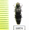 Coraebus carenorum  Laos - INSECTS-STORE.RU