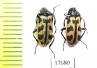 Melyridae sp.  South Africa Rep. - INSECTS-STORE.RU