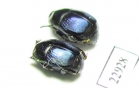 Saprinus sp.  South Africa Rep. - INSECTS-STORE.RU