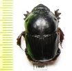 Onitis sp.  Namibia - INSECTS-STORE.RU
