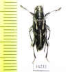 Scitugloglaucytes salomonum  Solomon isl. - INSECTS-STORE.RU