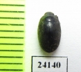 Byrrhidae sp.  Malaysia - INSECTS-STORE.RU