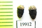 Buprestidae sp.  Togo - INSECTS-STORE.RU