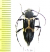 Calydon submetallicum  Chile - INSECTS-STORE.RU