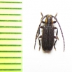 Eupogonius subarmatus  USA - INSECTS-STORE.RU