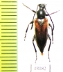 Vadonia unipunctata  Georgia - INSECTS-STORE.RU