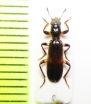Cleridae sp. Kenya - INSECTS-STORE.RU