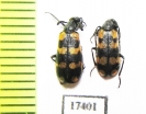 Meloidae sp.  Namibia - INSECTS-STORE.RU