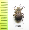 Tenebrionidae sp.  Zambia - INSECTS-STORE.RU