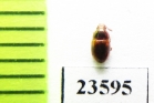 Tenebrionidae sp.  Madagascar - INSECTS-STORE.RU