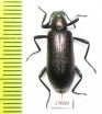 Tenebrionidae sp.  South Africa Rep. - INSECTS-STORE.RU
