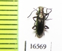 Tenebrionidae sp.  Peru - INSECTS-STORE.RU