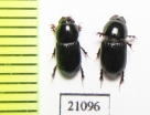 Aphodiinae sp.  Zambia - INSECTS-STORE.RU