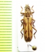 Dissaporus cachani  Central Africa Rep. - INSECTS-STORE.RU