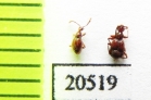 Pselaphidae sp.  Peru - INSECTS-STORE.RU
