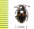 Endomychidae sp.  Zambia - INSECTS-STORE.RU